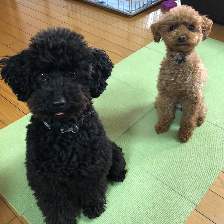 D8288c1a d73a 4c0b ae5d b75ca1b7db4e 1553639431139