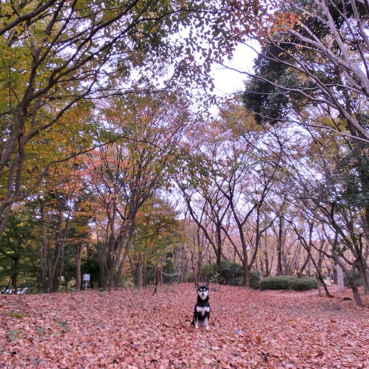 D82929ba b2d5 4468 a612 eed43f3a905a 1510457231474