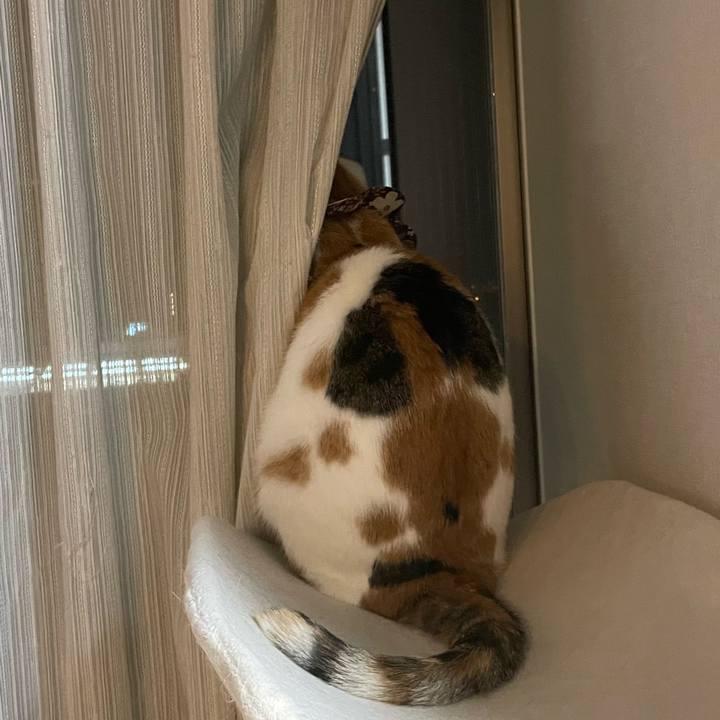 D82932f0 066f 4f83 81e2 11e1587b589c 1733839412619