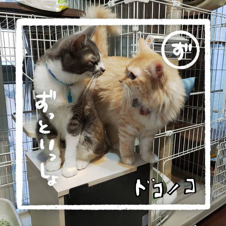 D829865d f232 4e0a 82e1 f3f9eaa7643e 1685936227640