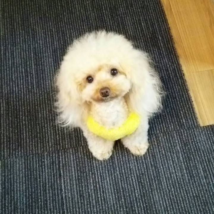 D82c0c21 0363 4532 9216 9f0becbc81ee 1544262134639