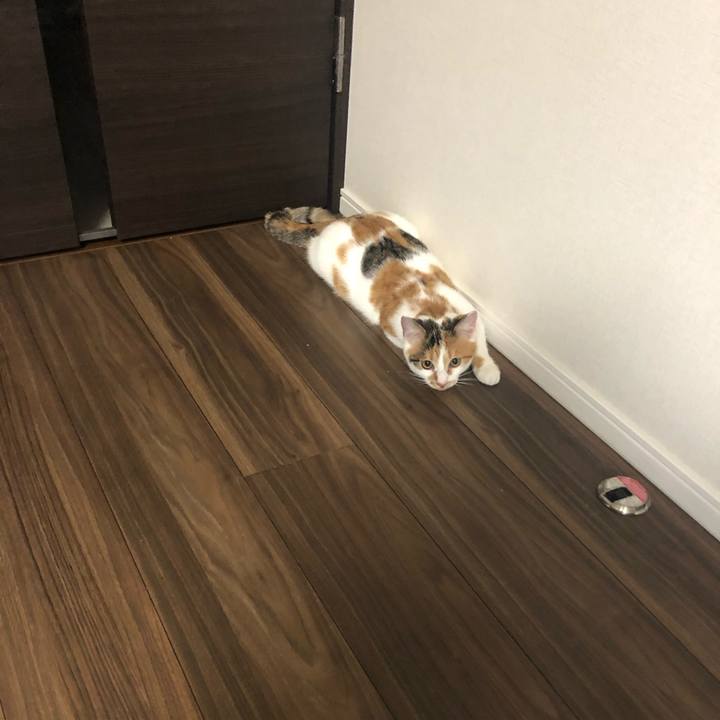 D82fcf70 1cf7 4455 9d4d dad766bf1f65 1572305601541