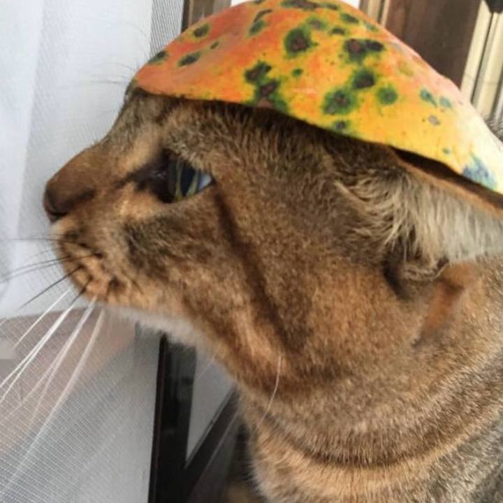 D83362e8 374b 4ed6 921c 7849023edc4a 1763611157237