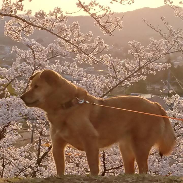 D8356c30 29a0 4637 8953 18fe928b33c9 1617546233283