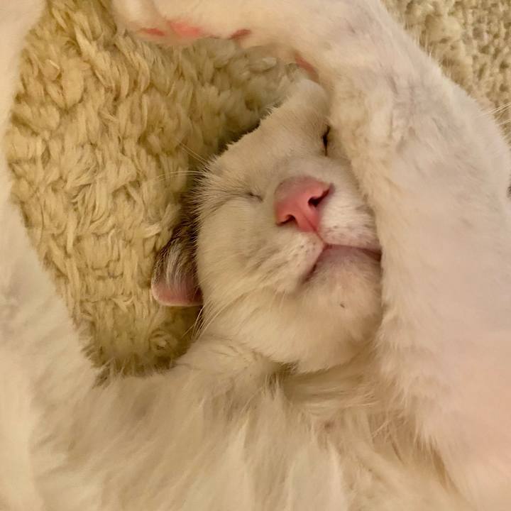 D83597d0 e1ea 40c5 bf47 ac91ae692e35 1669240256987