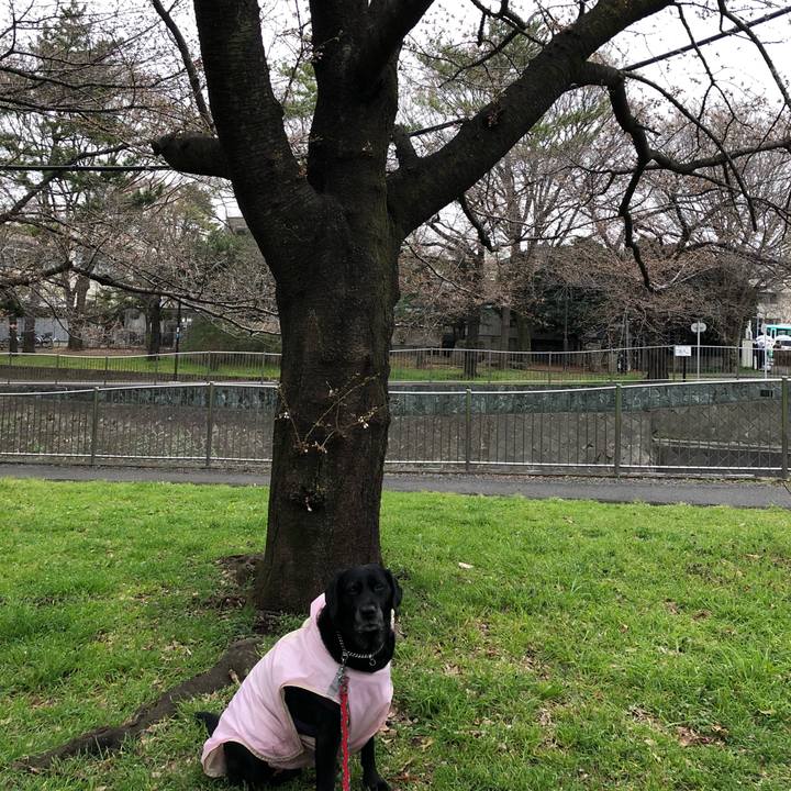 D8385125 807d 4c8c 90f5 74c2d6814ff6 1521592547361