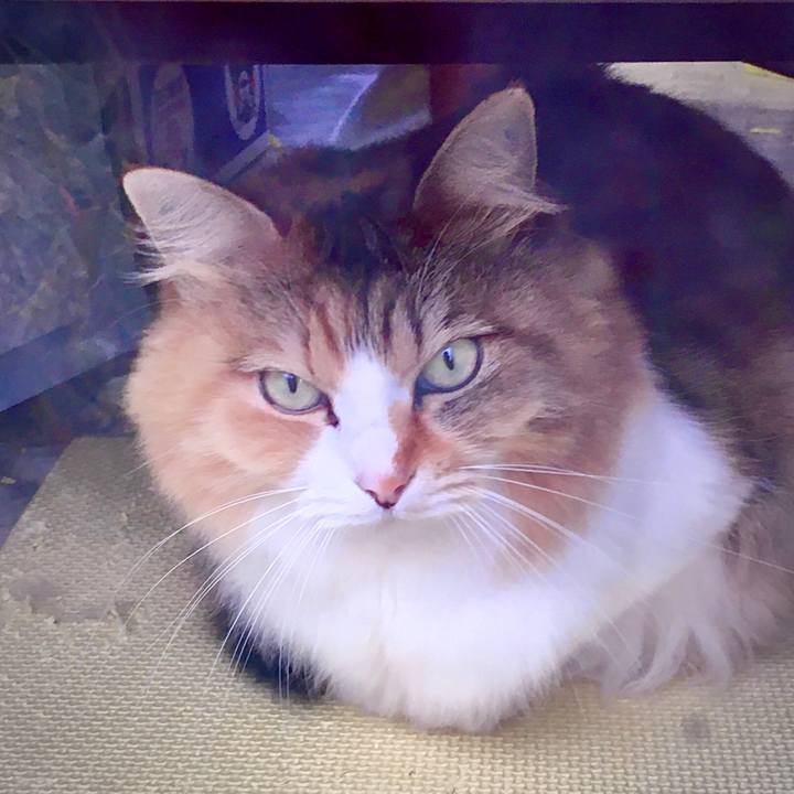 D83bbf1a 4a90 437d 803c 9a3b932ab2bc 1574422106103