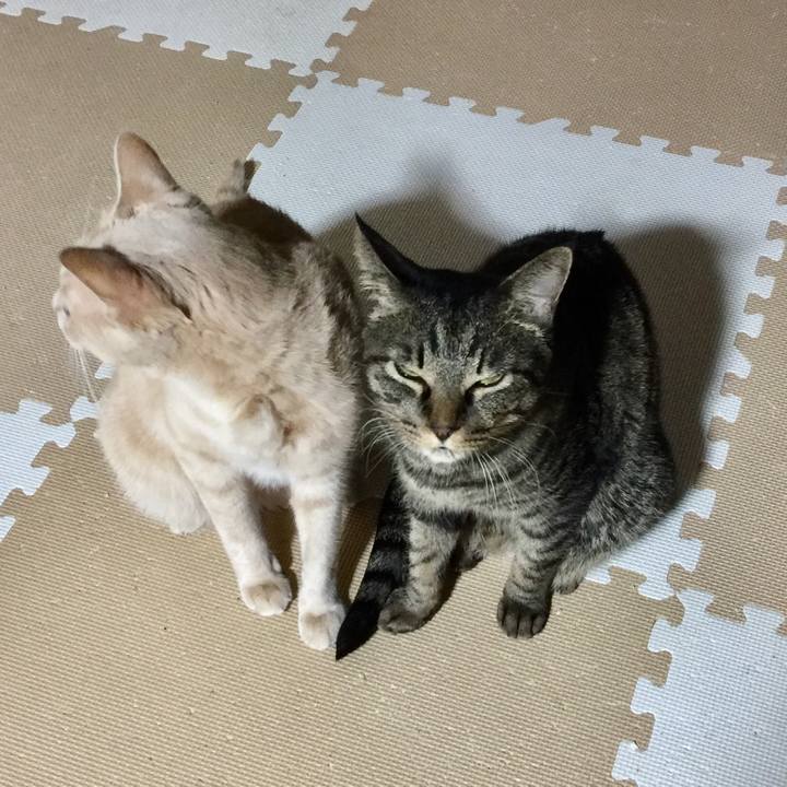 D83cd0b6 6fd4 4e95 9456 36e47e2b1852 1508758402462