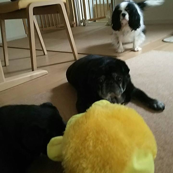 D83ffb73 446e 42ee 897a 0bb3d364d04d 1526105694406