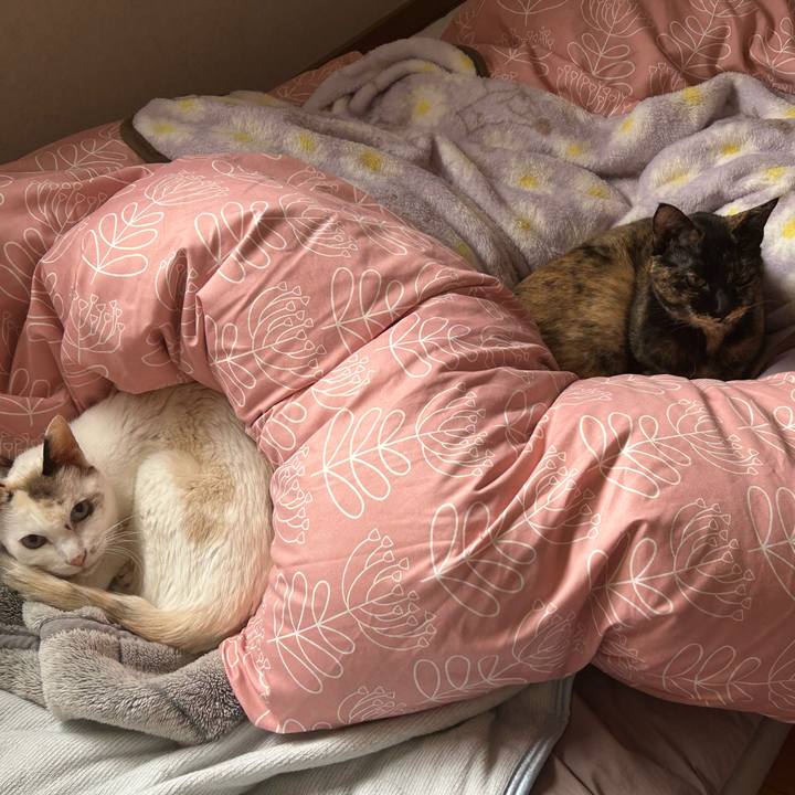 D8425a56 c1fa 47a9 872f 63c5cbfefcfa 1762431381628