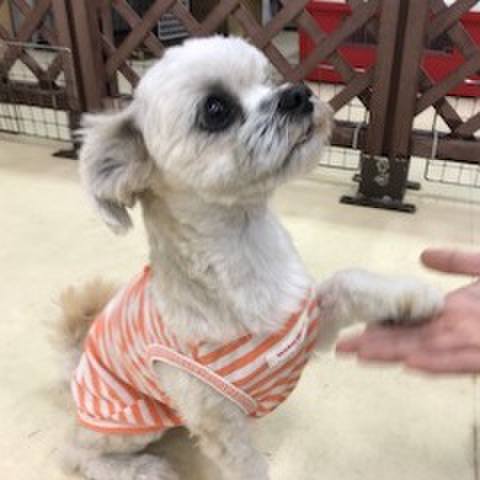 D845ee40 aaea 49e5 bdc6 4e66e22a1b6c 1526556671518