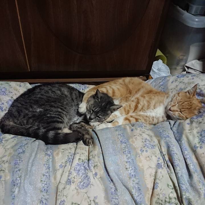 D8494ae9 b712 4787 b9b3 05518c2fc4a3 1589286723499