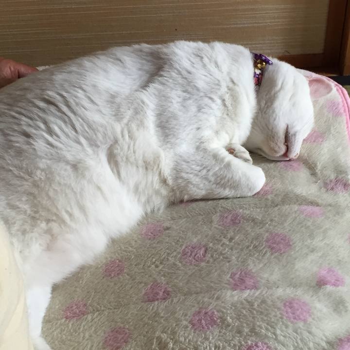 D84c4e97 0d13 47d2 8a4c 0152202cbcad 1559952028152