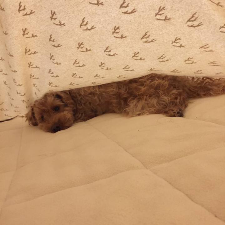 D850a63a 6cfd 431b a990 1b3c4a253d40 1513600213718