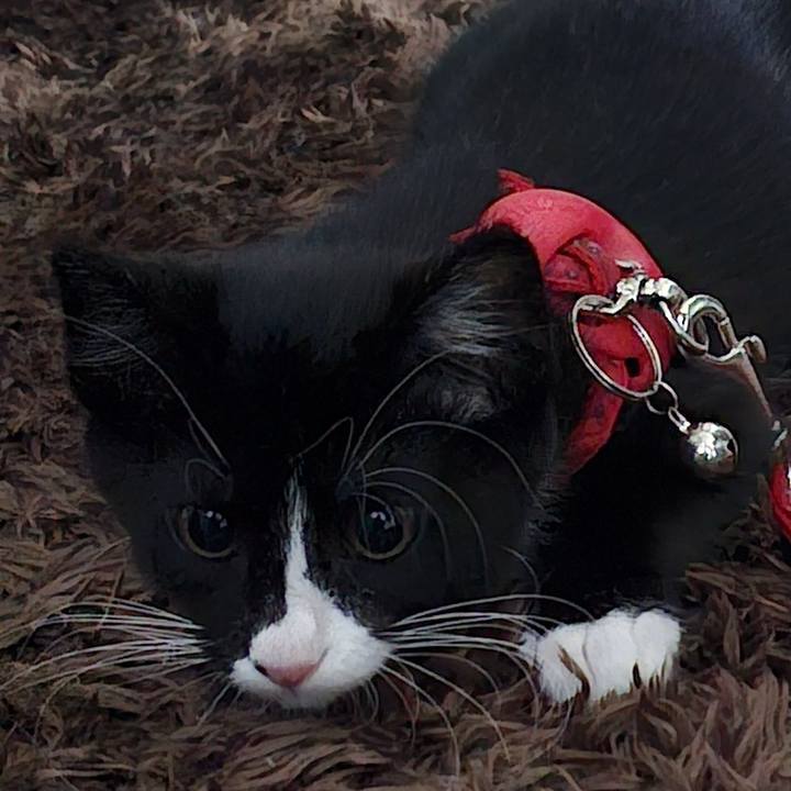 D8545595 7943 4eec b253 ac8821bb033f 1750458428600