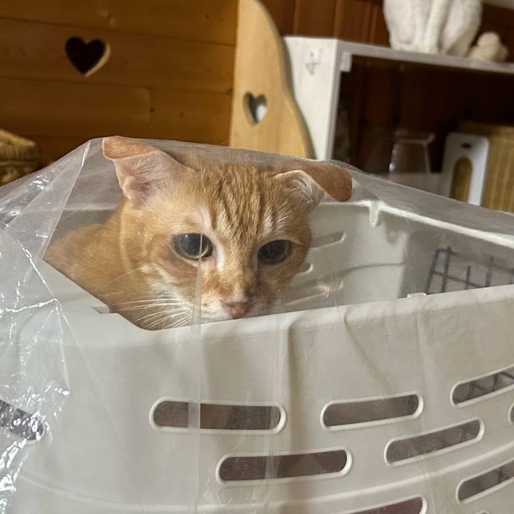 D85cd2ed f661 4999 86ac aee1ea37ae76 1679922707129