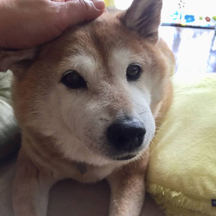 D85dd4f9 612a 42b7 a791 0960524ebe3c 1561155592249