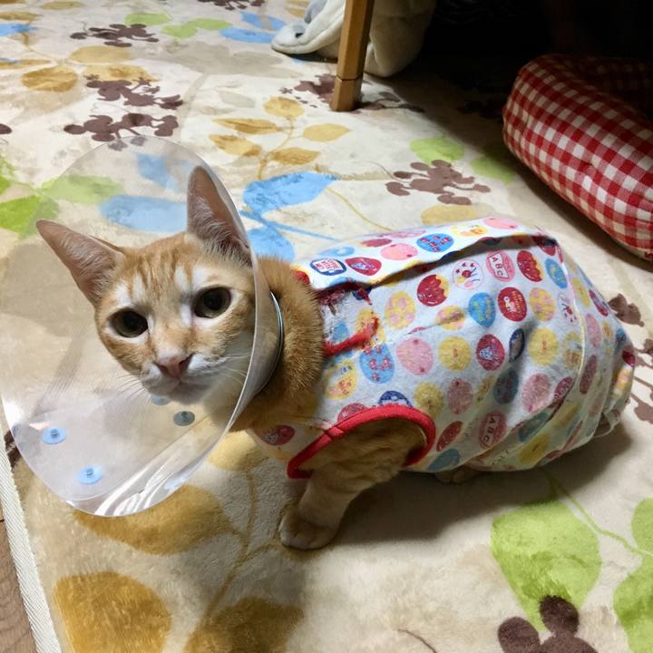 D86087dd 8aab 4026 abb6 5b14e5b11d66 1508852744986