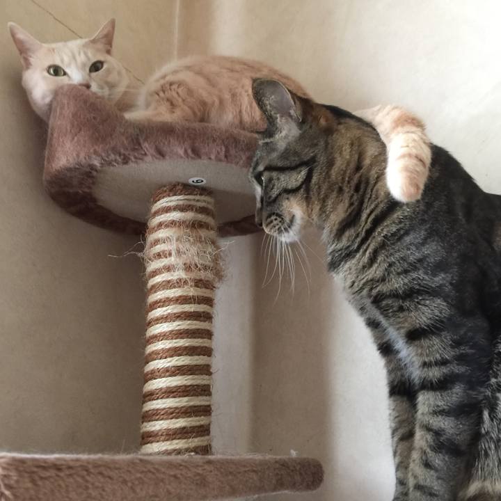 D8617fd9 6adf 428d b1e8 cbe427600f45 1513139390982