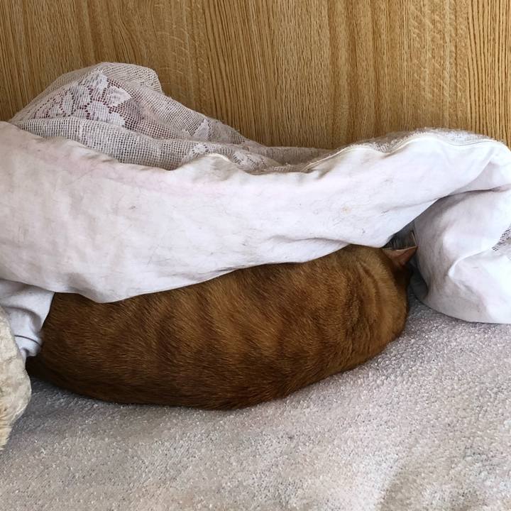 D861856a 1789 46e8 b34d 182bab4f17d4 1619313517282