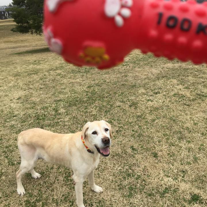 D862c951 a05c 4c70 af5d d11fe9779943 1523410050157