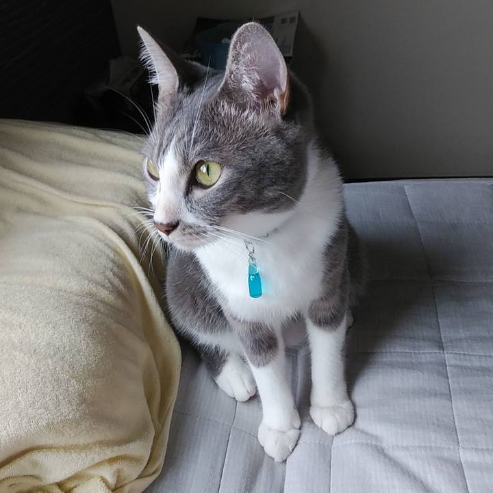 D867b345 1808 4cda aa6a 9ef193e8e37f 1594711389364