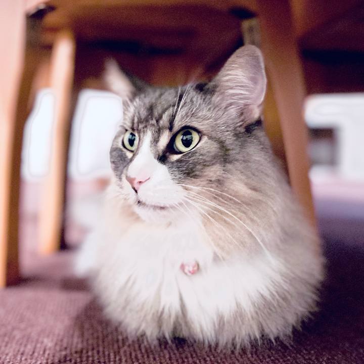 D8686509 805e 4ea6 885d c43351671a36 1762355933598