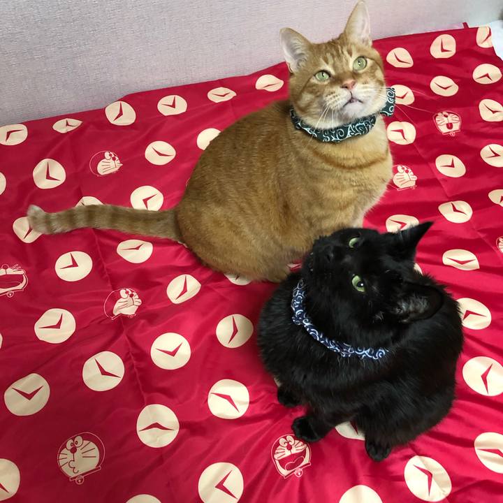 D868f9dc 8015 4162 9ada ed6e1d5b15b9 1614770374532