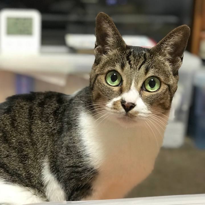 D86aa1e9 595f 4b9b aa62 edccee692728 1512350942974