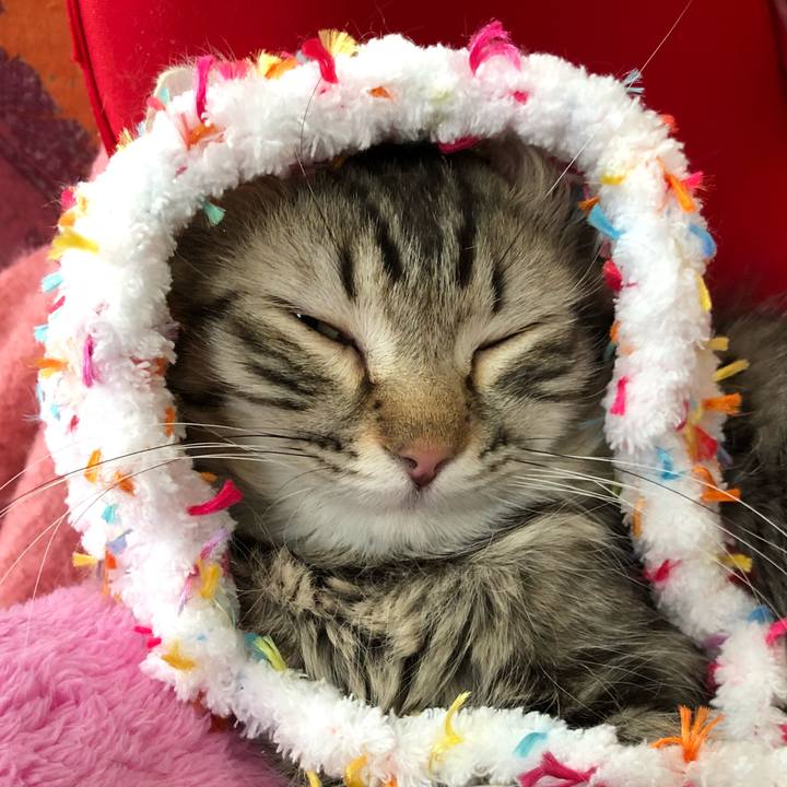 D86e26e5 cea7 4556 b37f 92cd4ae2d3af 1519096865235