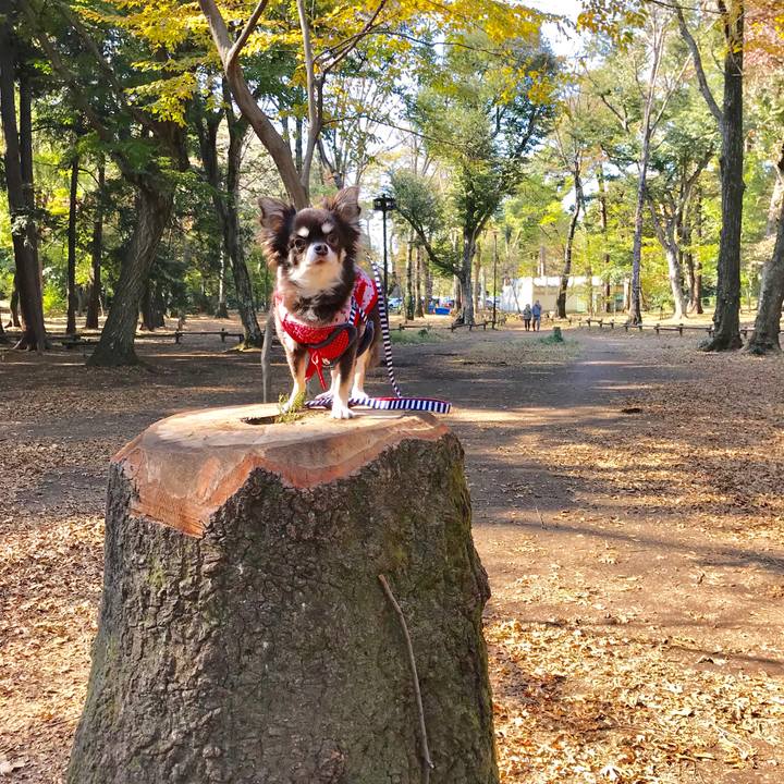 D86e3338 034a 4536 9d70 2dbe82c06398 1510903589703