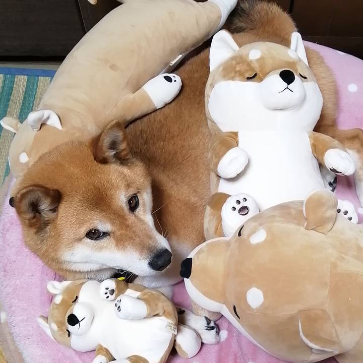 D86f5d8c 6f8e 4c2d b219 9740ac5e911c 1585729011502