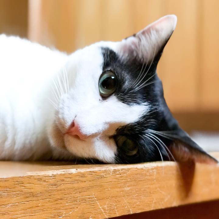 D86f7a4b d107 4714 b260 c6d41038970e 1533949917212