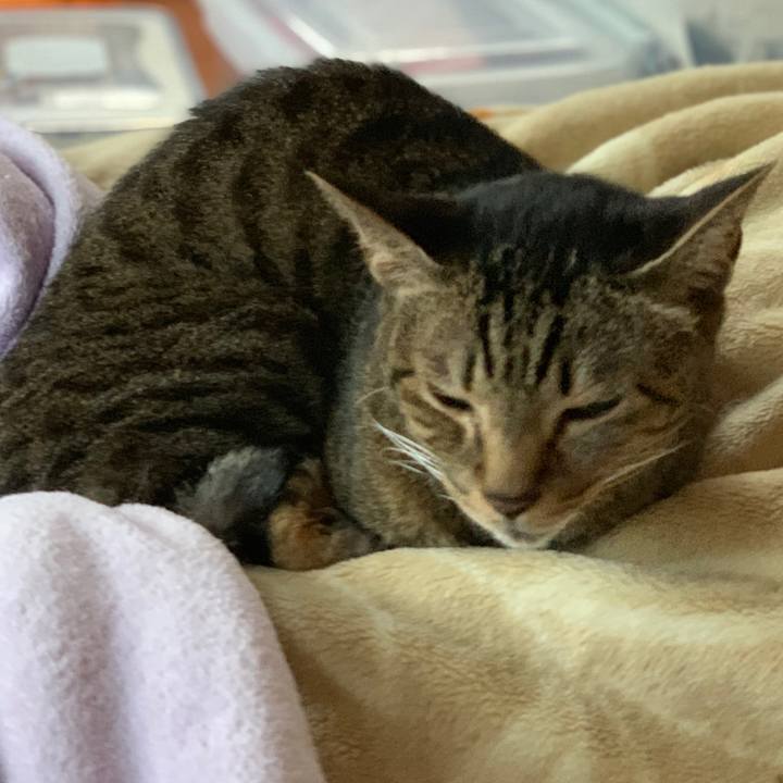 D86fe37f ed0a 4505 82f4 f46811a8dca7 1545954558408