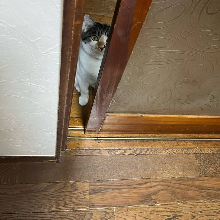 D8743093 837e 40a8 ad54 1b0817a447ff 1761294060044