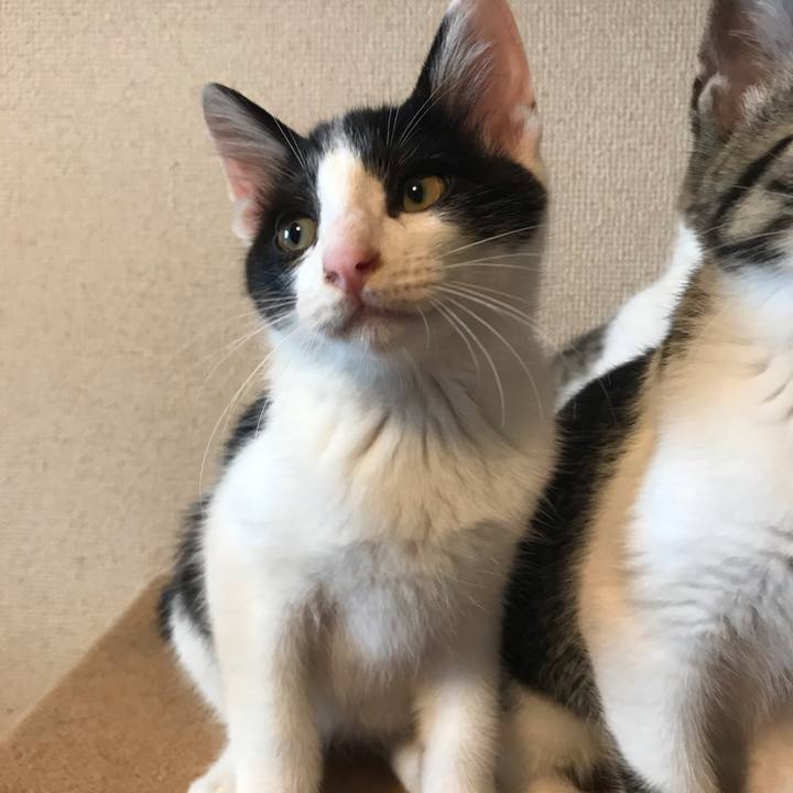 D876ab84 d33d 4c50 9e1a bc153ec90dc1 1596632234864