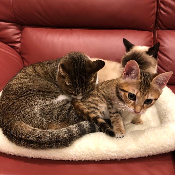 D87e856c 0520 4c29 8a28 07882880de0b 1543155537173