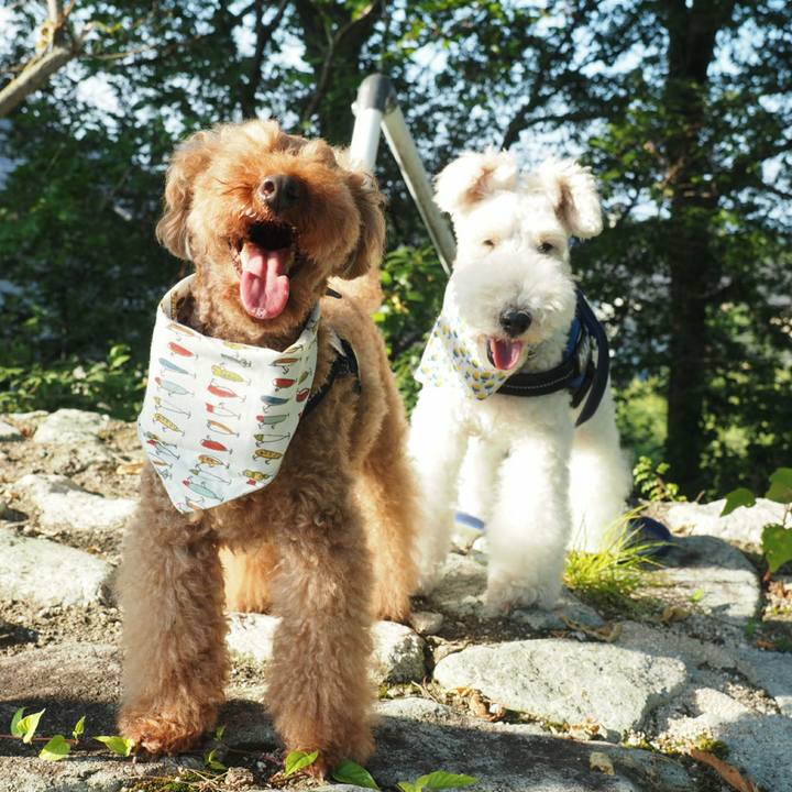 D87eafbb 9b6e 4122 b8a5 2f9484396e08 1531609392734