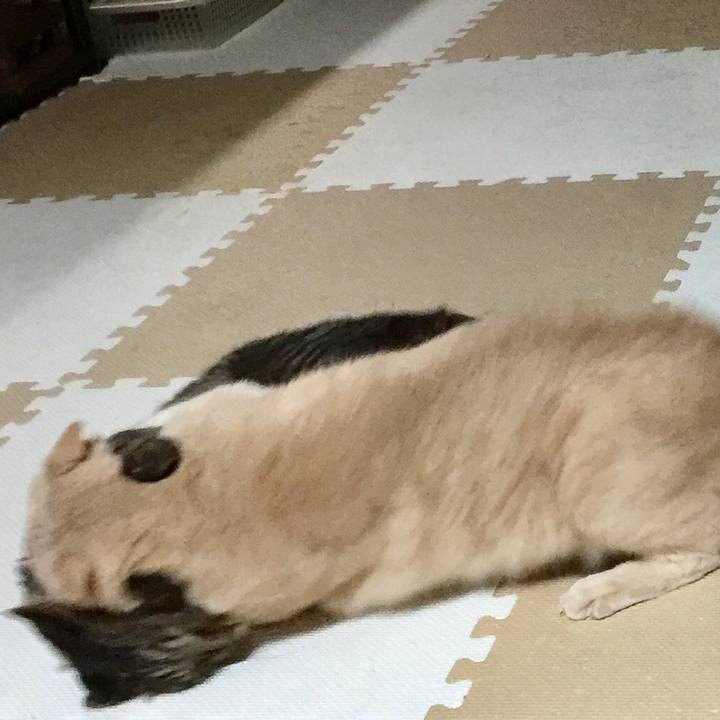 D88958dd 4b4d 4368 8f3f dec5a830bedb 1508757856624