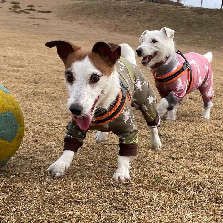 D889ee52 be5e 4633 9353 4834b6f6e454 1771200851173