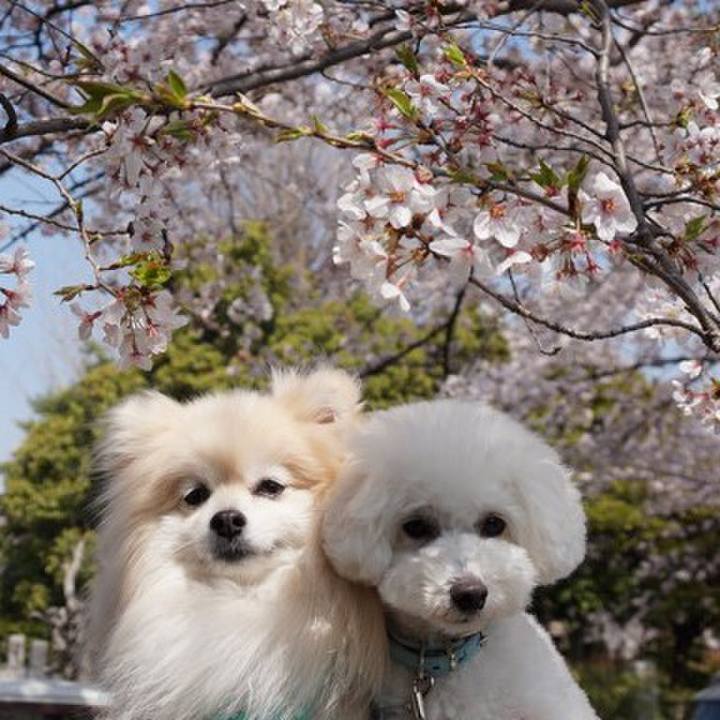 D88ce40f b696 40f2 b5cb ae082b223cac 1553934997382