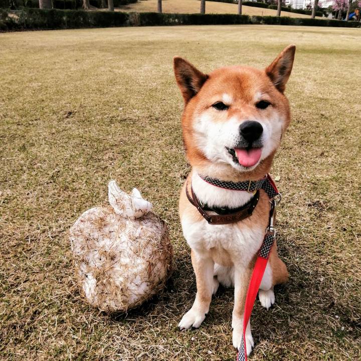 D88f2be6 58b5 4c43 bde0 2acf097f43f0 1585528492203