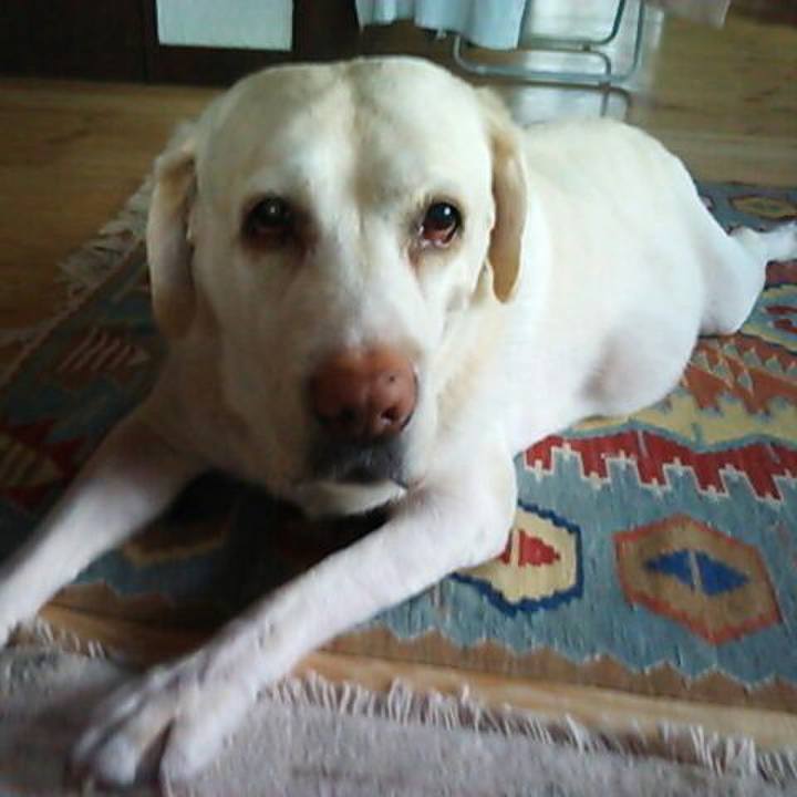 D88f905b 6b7f 42b4 8e2b 0b41960a72c5 1512109862962