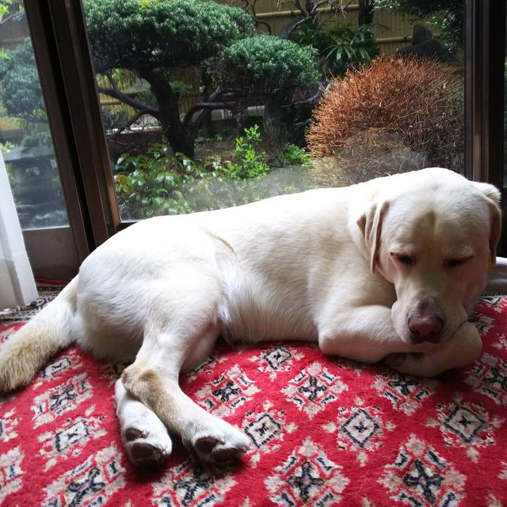 D88fdbf3 47fd 4c79 8332 0177896a3164 1521616739088