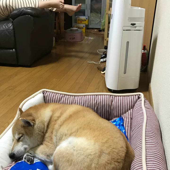 D890dbcb 2733 45cc 8fec 7302cebe5df7 1529730313247