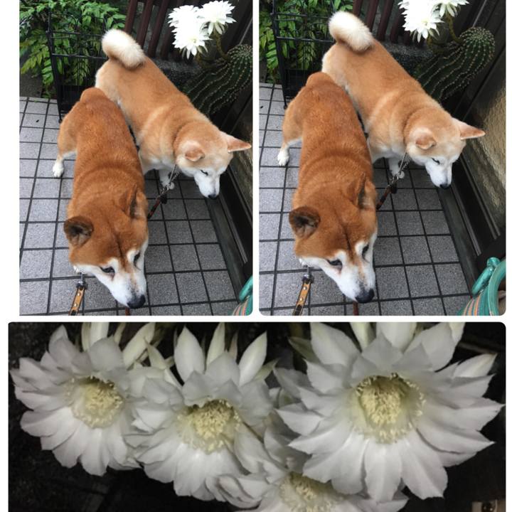 D89398a3 c9e5 4a9f a52a 8cc3adfab8b4 1530919082461