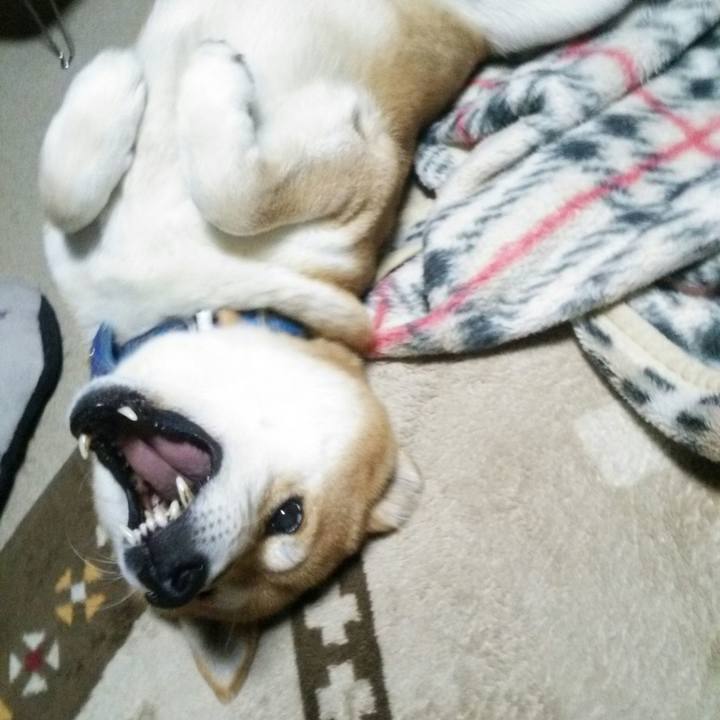 D8954a9e 0a69 43b0 b52d 922a9cb94c8a 1543128449015