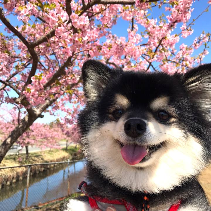 D89a8ad8 9853 418b 8202 9d77c73007ab 1521561424825