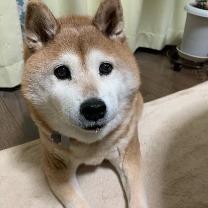 D89bb01c c245 4c06 b019 8fbde8a47349 1592309269383