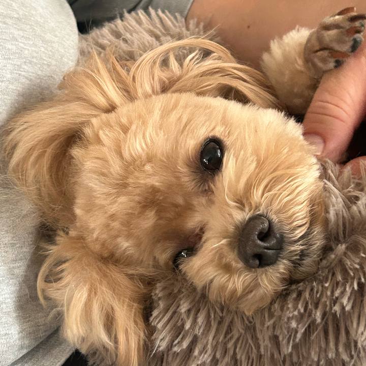 D89c0746 04de 4701 9527 3bb85b9311fb 1731804151312